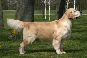 DKCH(U) INTCH(U) SECH(U) NOCH NORDCH DKKV14,15,16 KlBCH DKV15 KBHV16 DEVDESG14 DKVV19 DKVECH Boss In Motion De Ria Vela